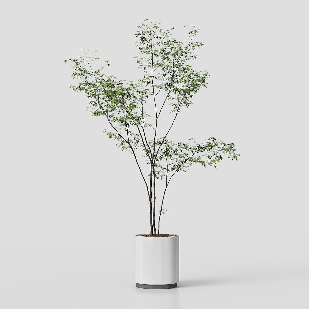 南部竹のグリーンプラント