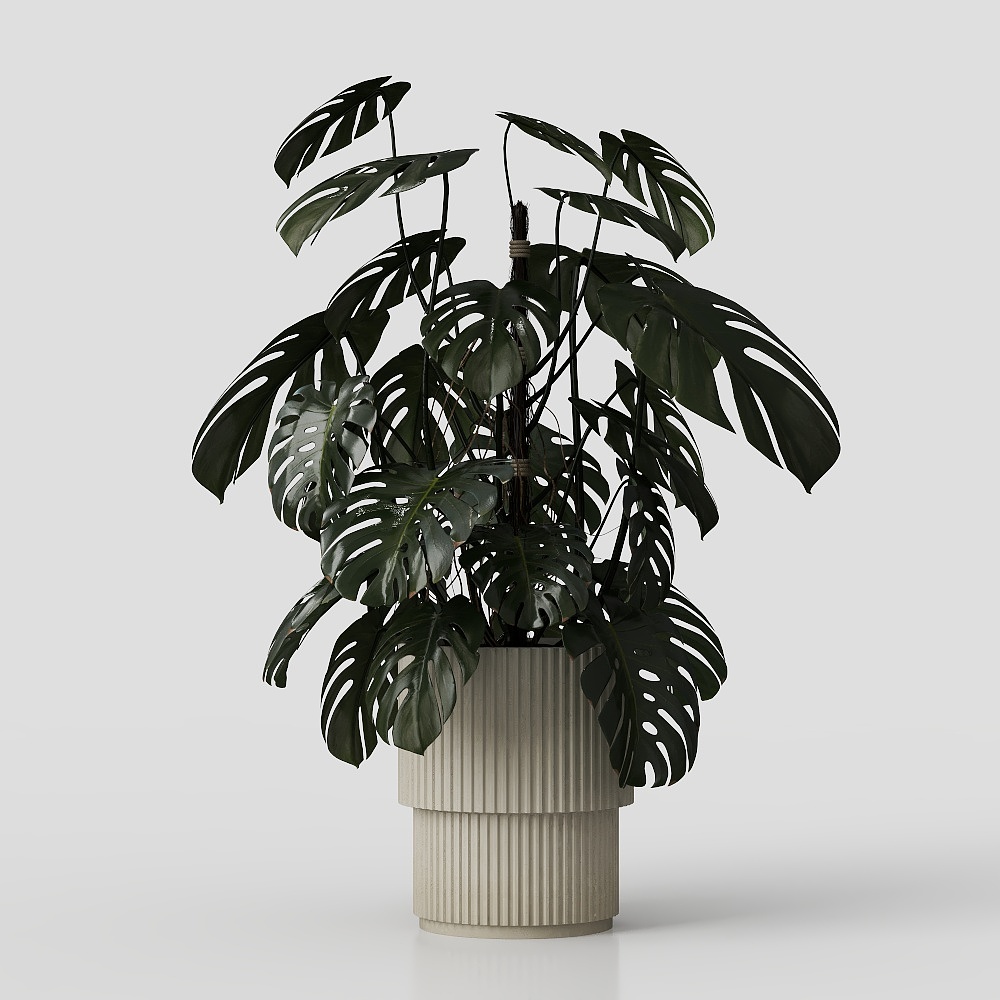 Turtle back bamboo green plant