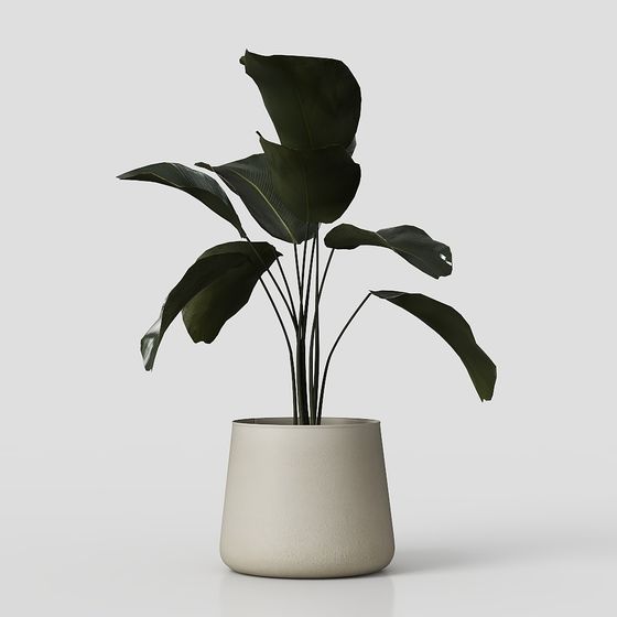 Lifelike Indoor Plant 3D Model for Creative Projects