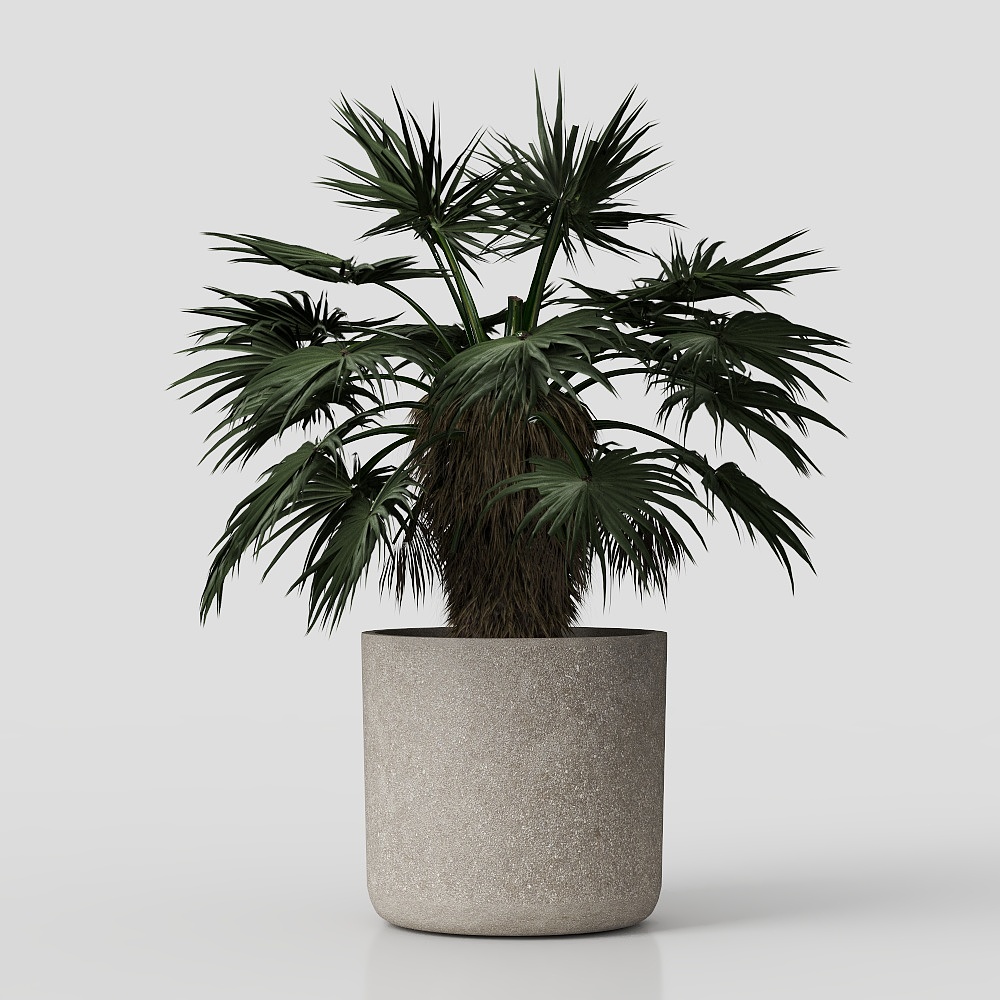 Money tree green plant