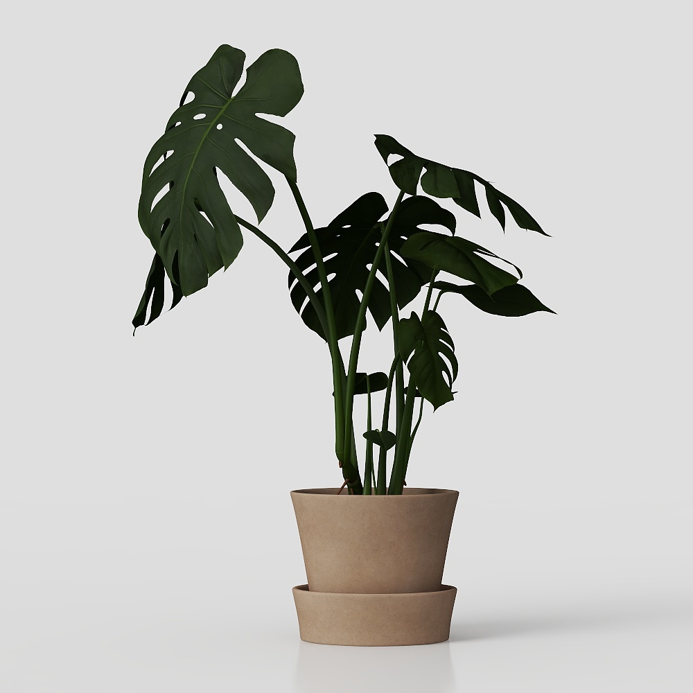 Schildkrötenrücken Bambus Topfpflanze