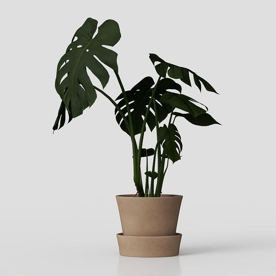 Schildkrötenrücken Bambus Topfpflanze