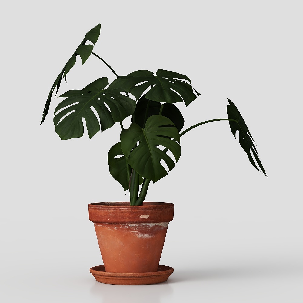 Turtle back bamboo green plant pot