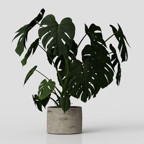 Monstera Deliciosa 3D Model