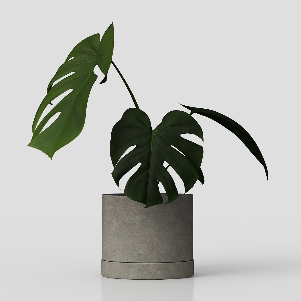 Turtle back bamboo green plant pot