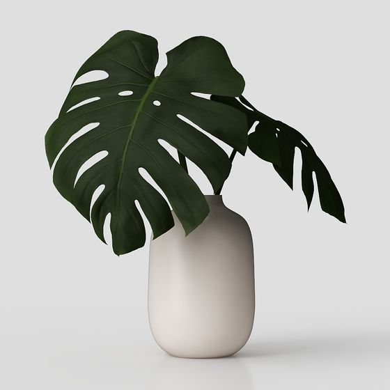 龜背竹綠色植物盆栽