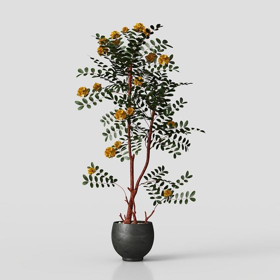 Cây Kui núi màu vàng và cây xanh