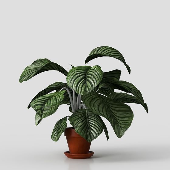 Stylish Indoor Plant Potted 3D model