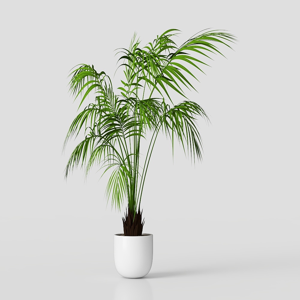 Plante verte en pot moderne pour salon