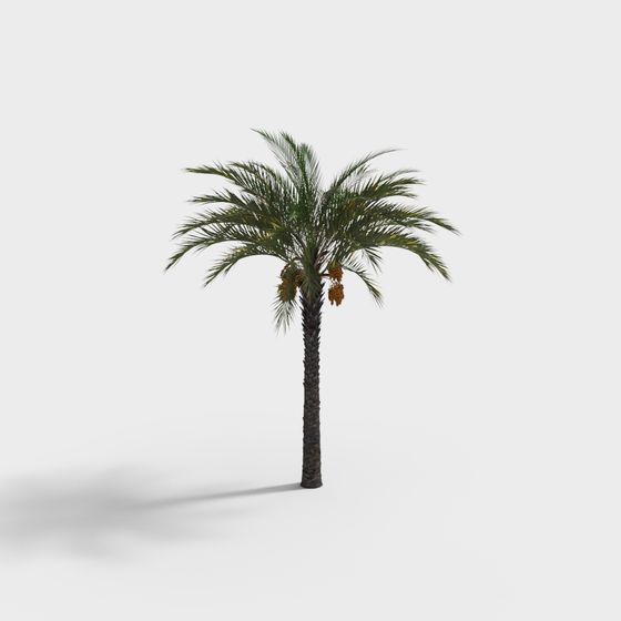 Tropical Palm Tree 3D Model from Sunny Beach