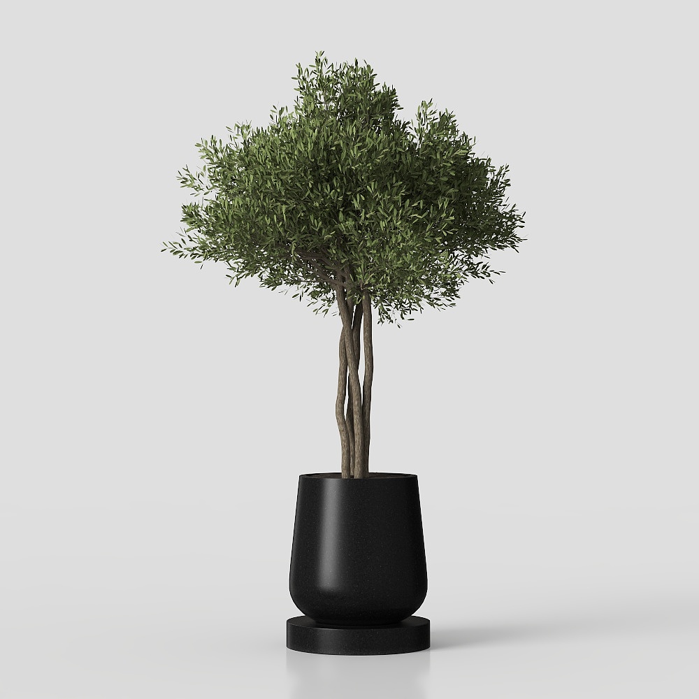 Moderne Minotti Wohnzimmer Topfpflanze