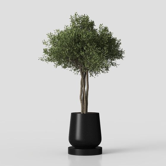 Moderne Minotti Wohnzimmer Topfpflanze