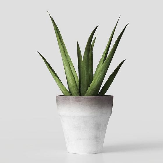 Pequeñas plantas en maceta