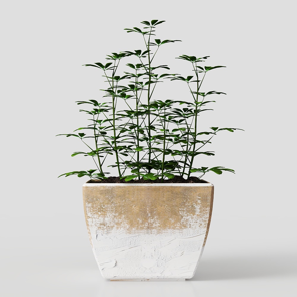 Pequeñas plantas en maceta