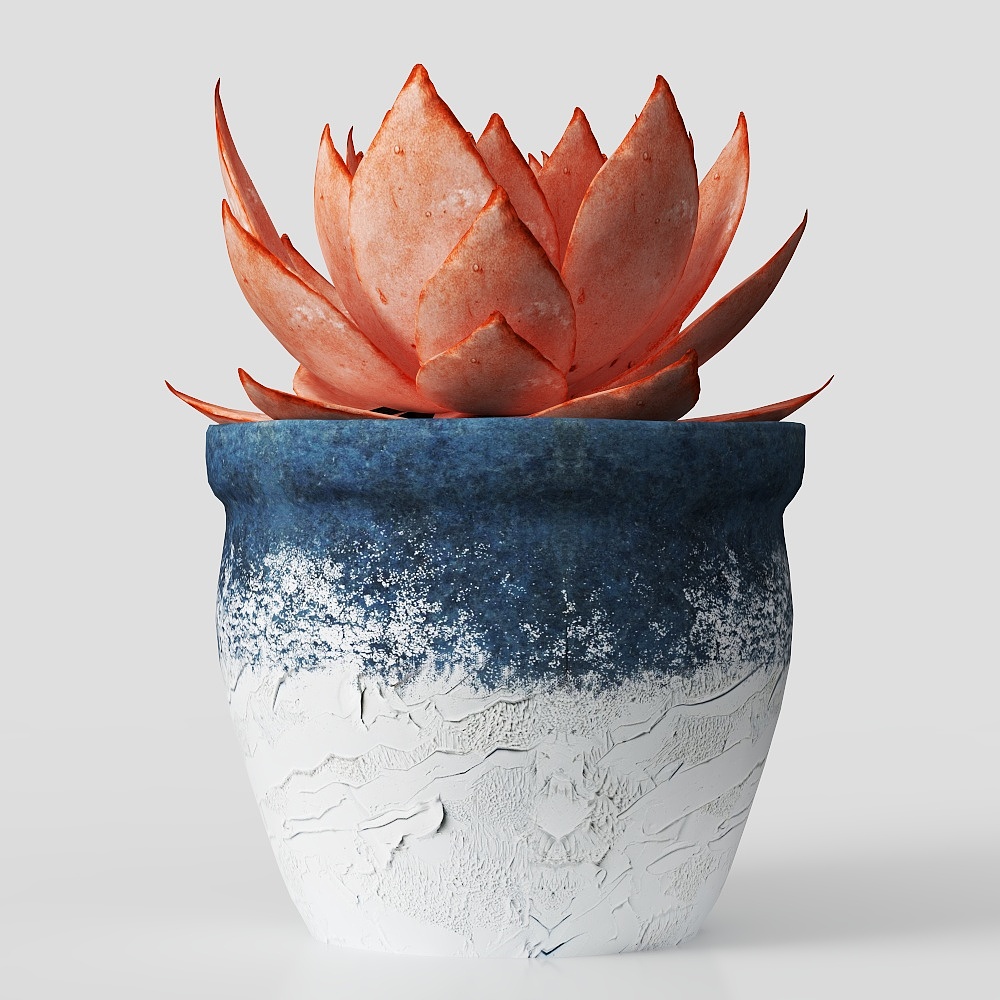 Small succulent plant