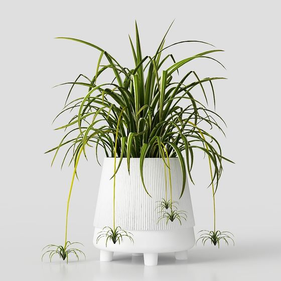 Petites plantes en pot