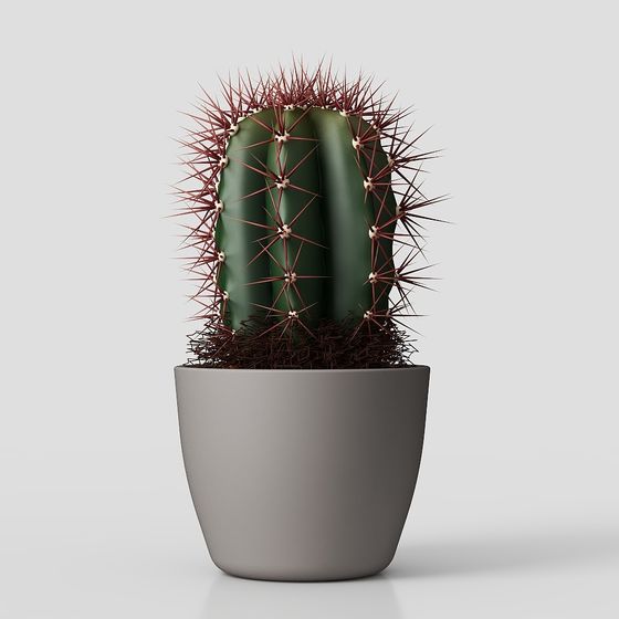 Plante Verte Cactus