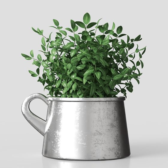 Комнатное растение