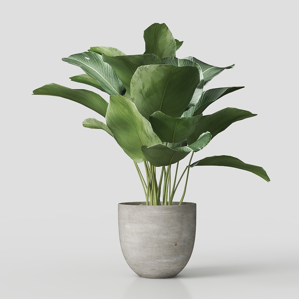 Цветок райской птицы