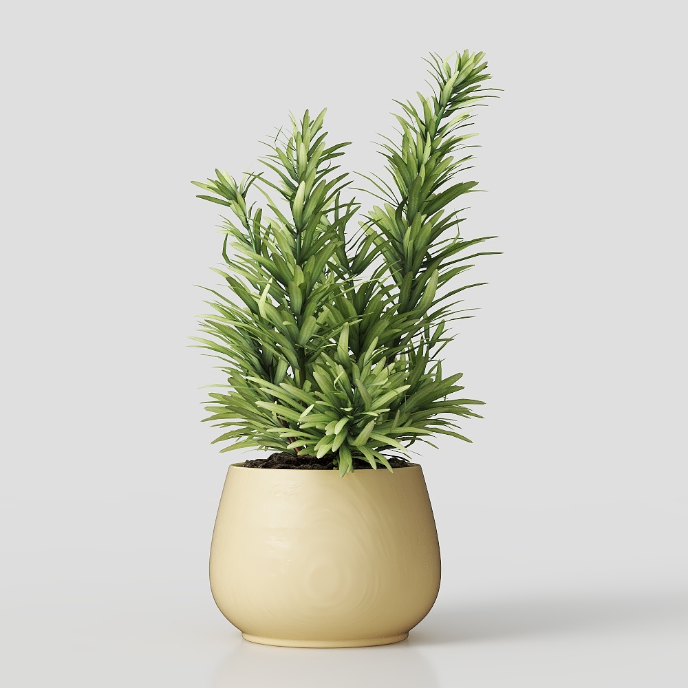 Potted plant