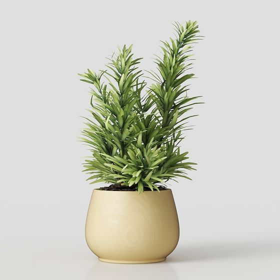 Realistic Indoor Plant Pot 3D model