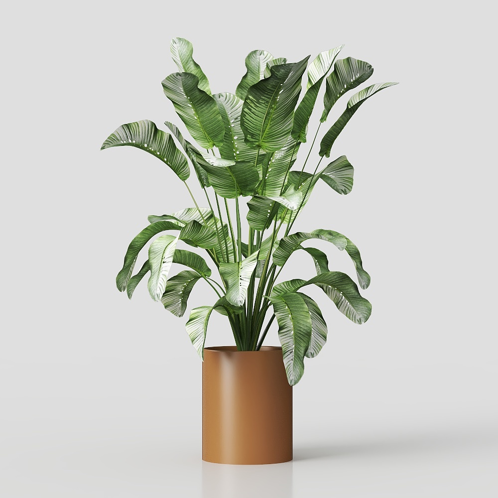 Potted plant