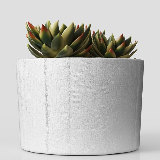 多肉植物ポット