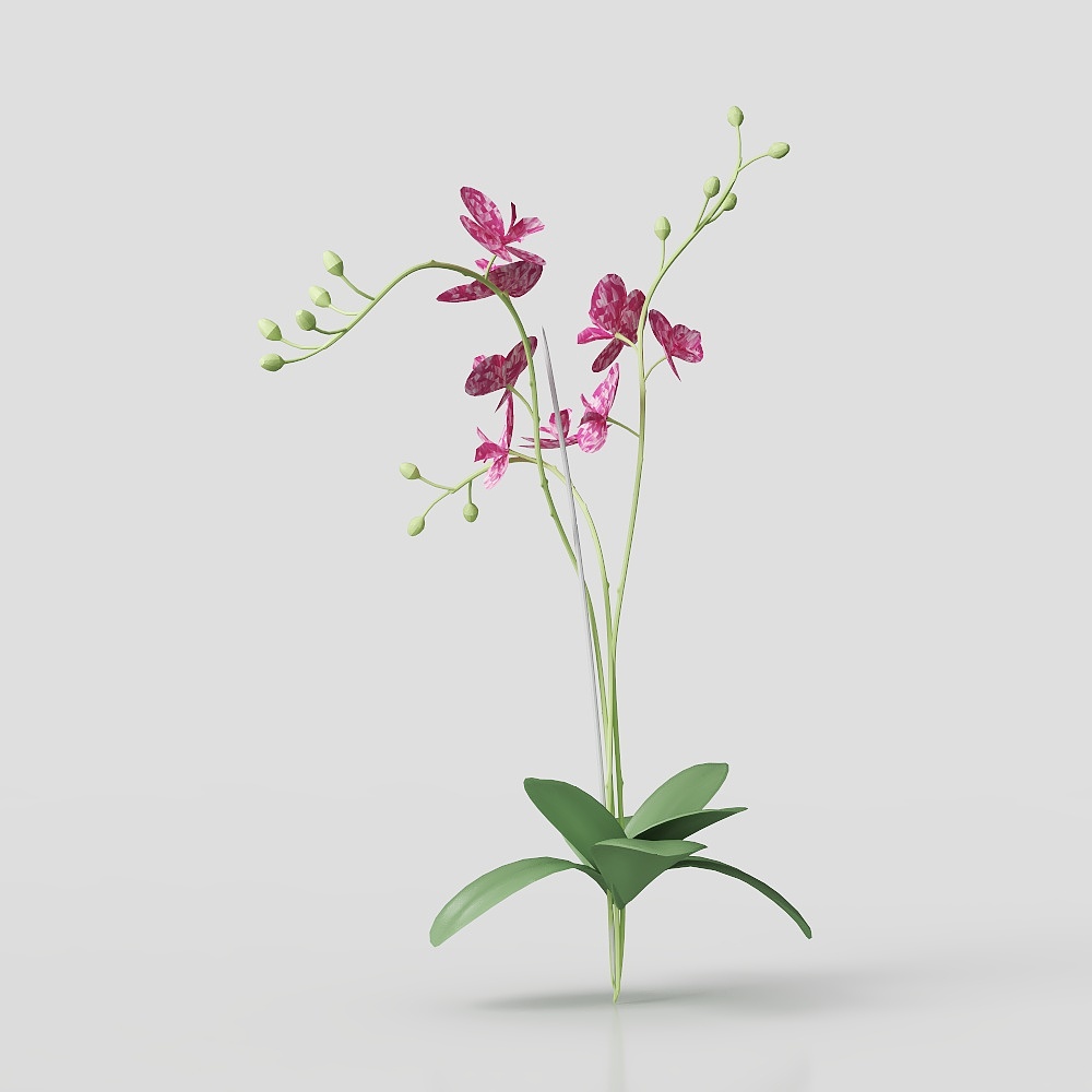 Phalaenopsis plant (32)-1