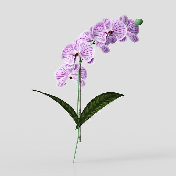Phalaenopsis Pflanze (30)-1