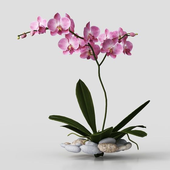 Phalaenopsis plant (26)-1