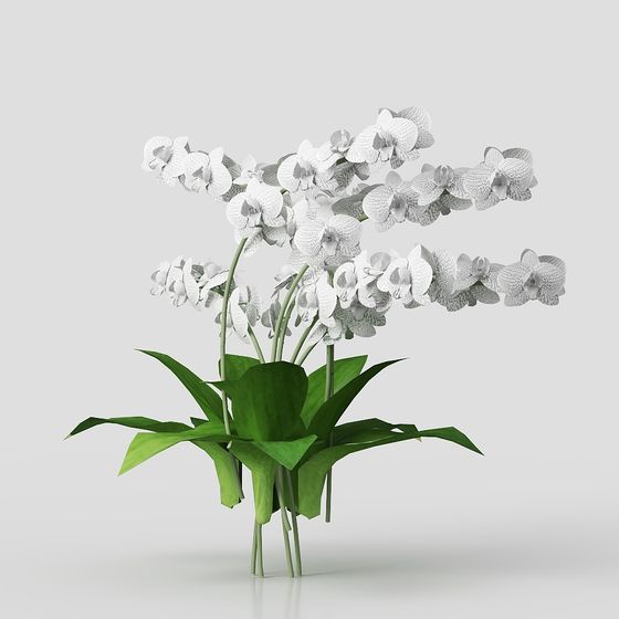 나비 난초 식물 (29)-1