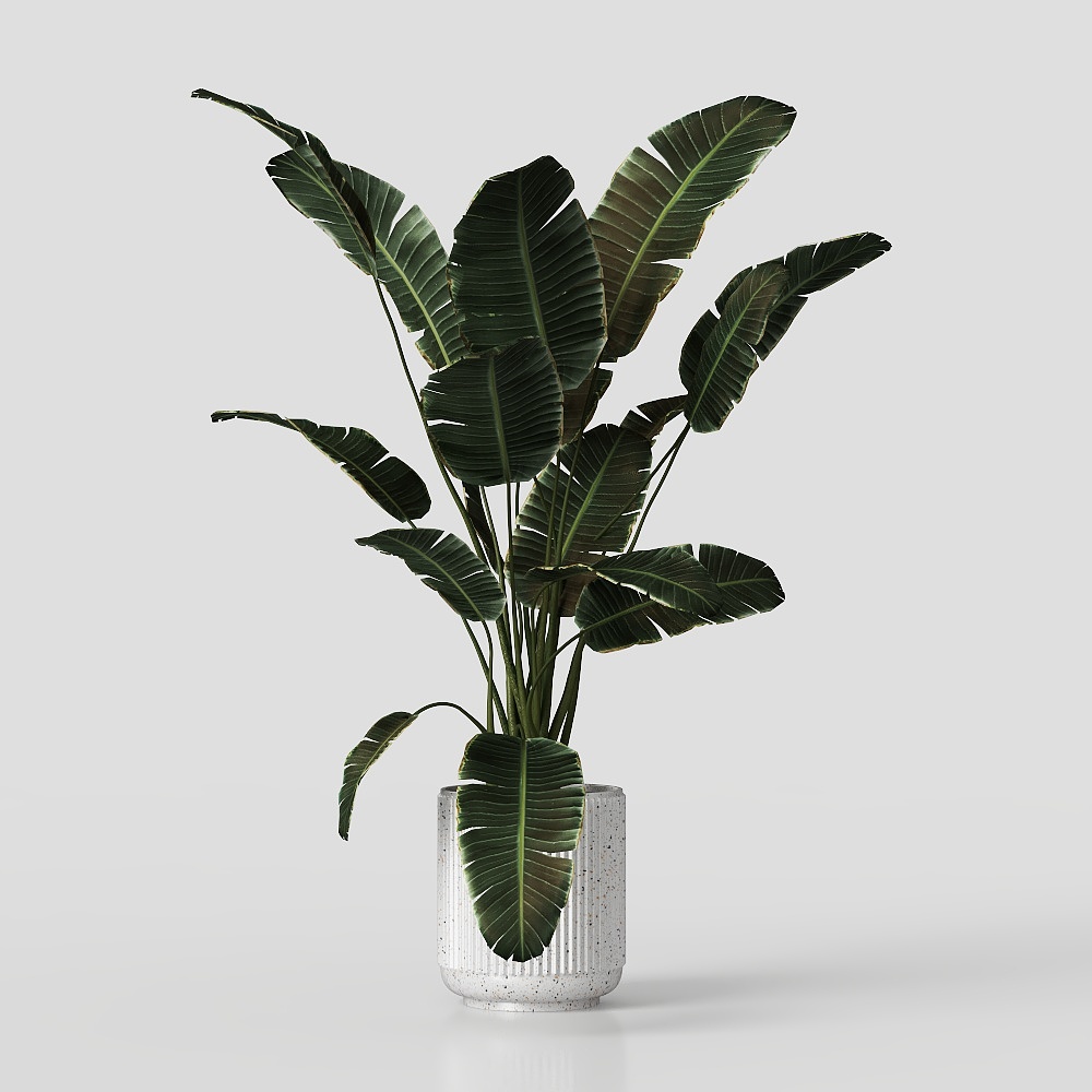 Зеленое растение