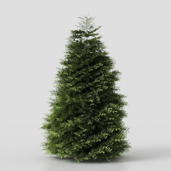Realistic Evergreen Tree 3D model