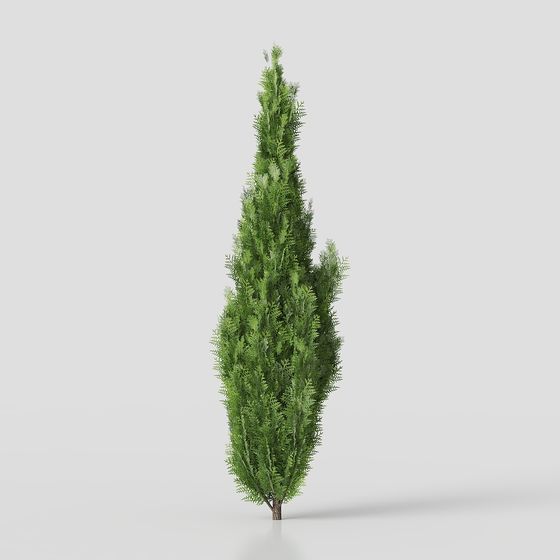 Realistic Low-Polygon Evergreen Tree 3D model