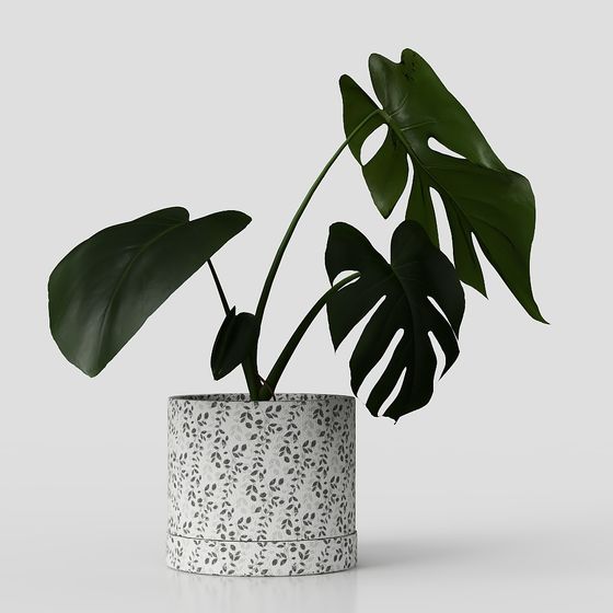 Monstera Plant in Pot 3D Model