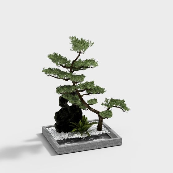 Zen Bonsai Tree 3D model