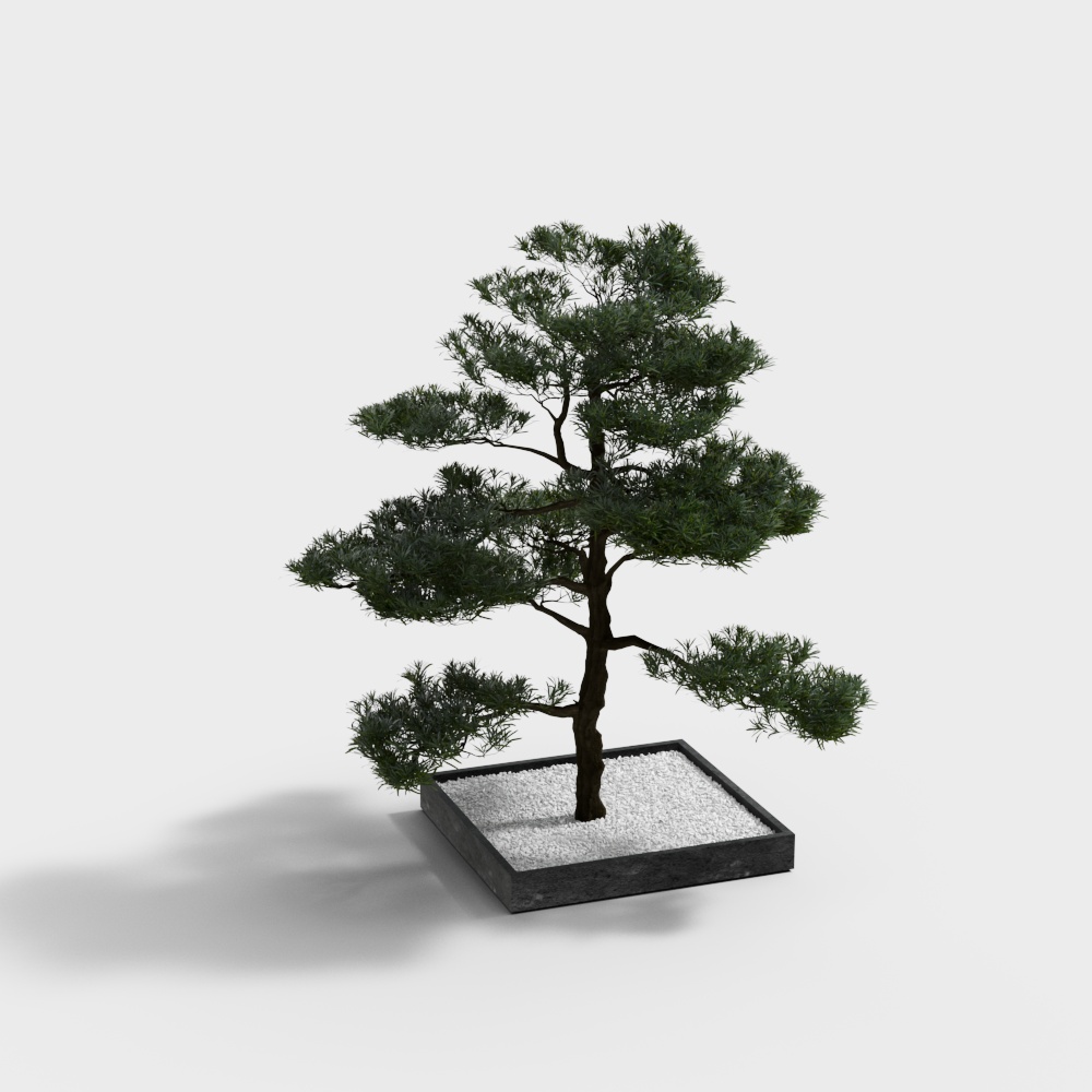 Chinese courtyard pine landscape