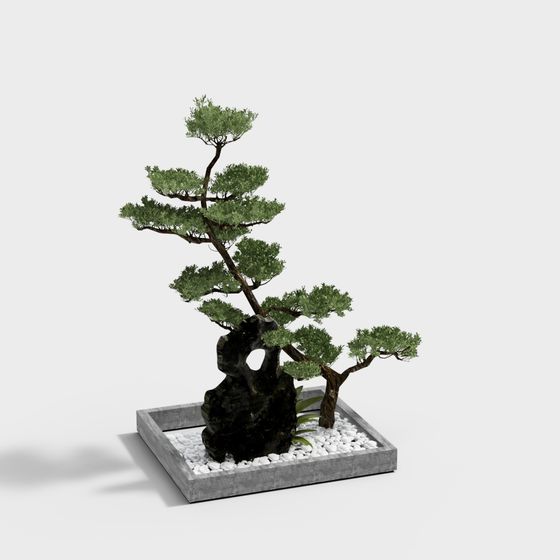 Elegant Bonsai Tree 3D model