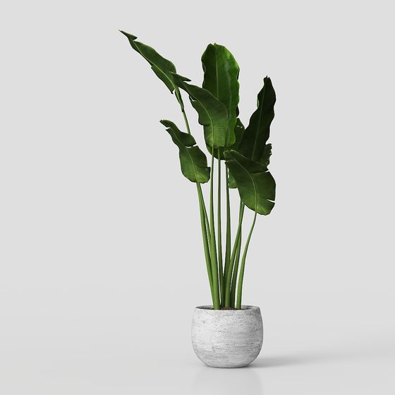 Tropical Green Plant 3D model
