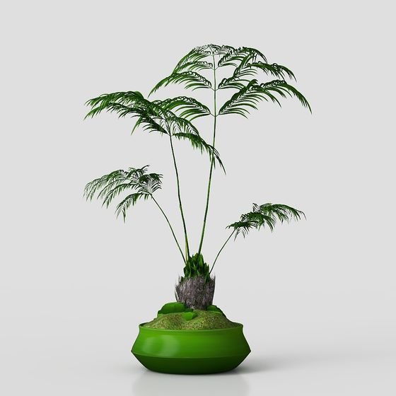 Bonsaï 1-- Un trio est comme un Tang Tang