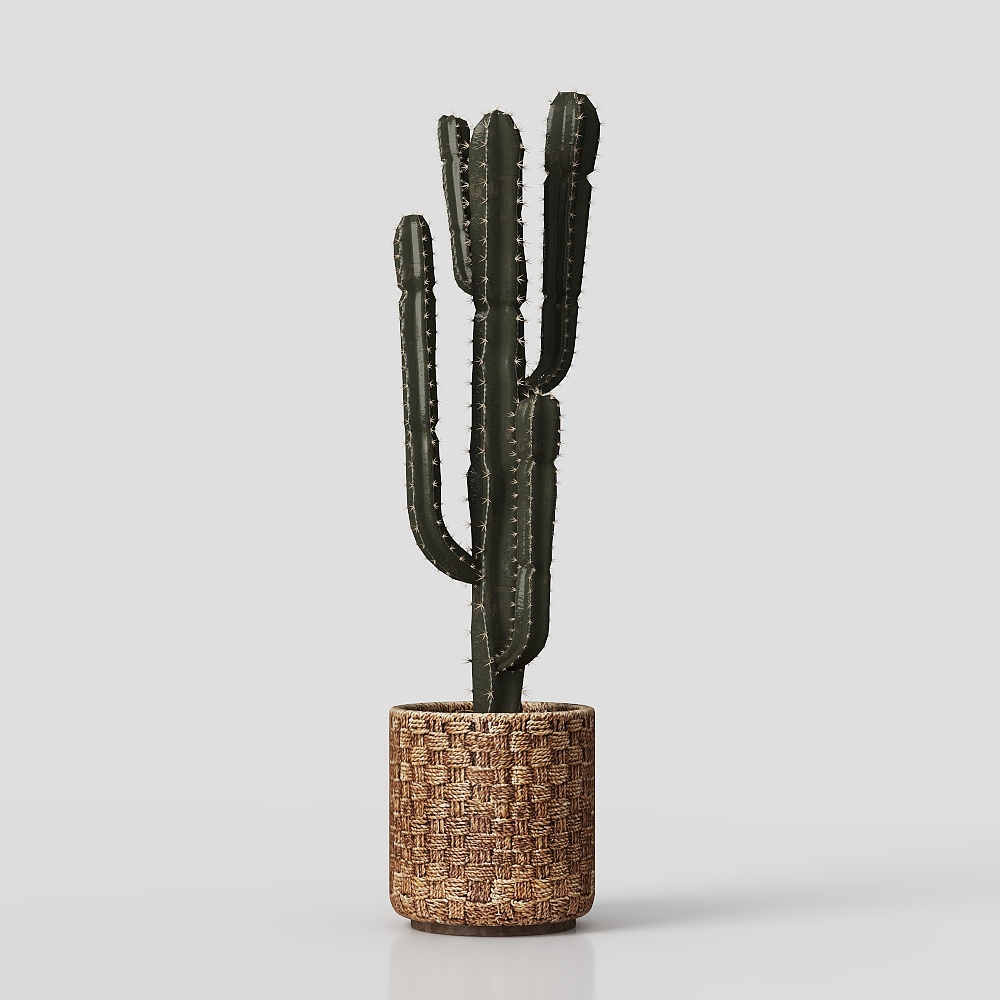 Realistic Cactus 3D Model – Detailed Desert Plant