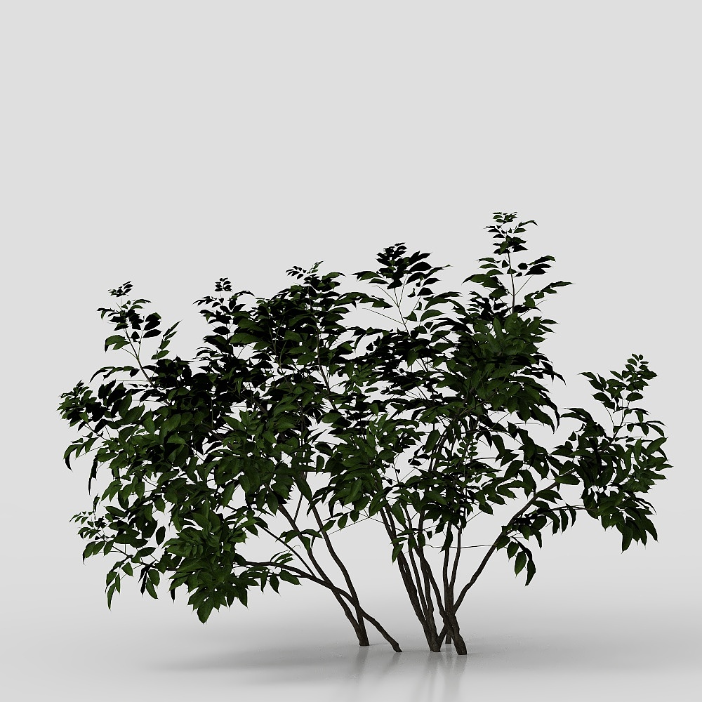 Modern lawn shrubs are planted