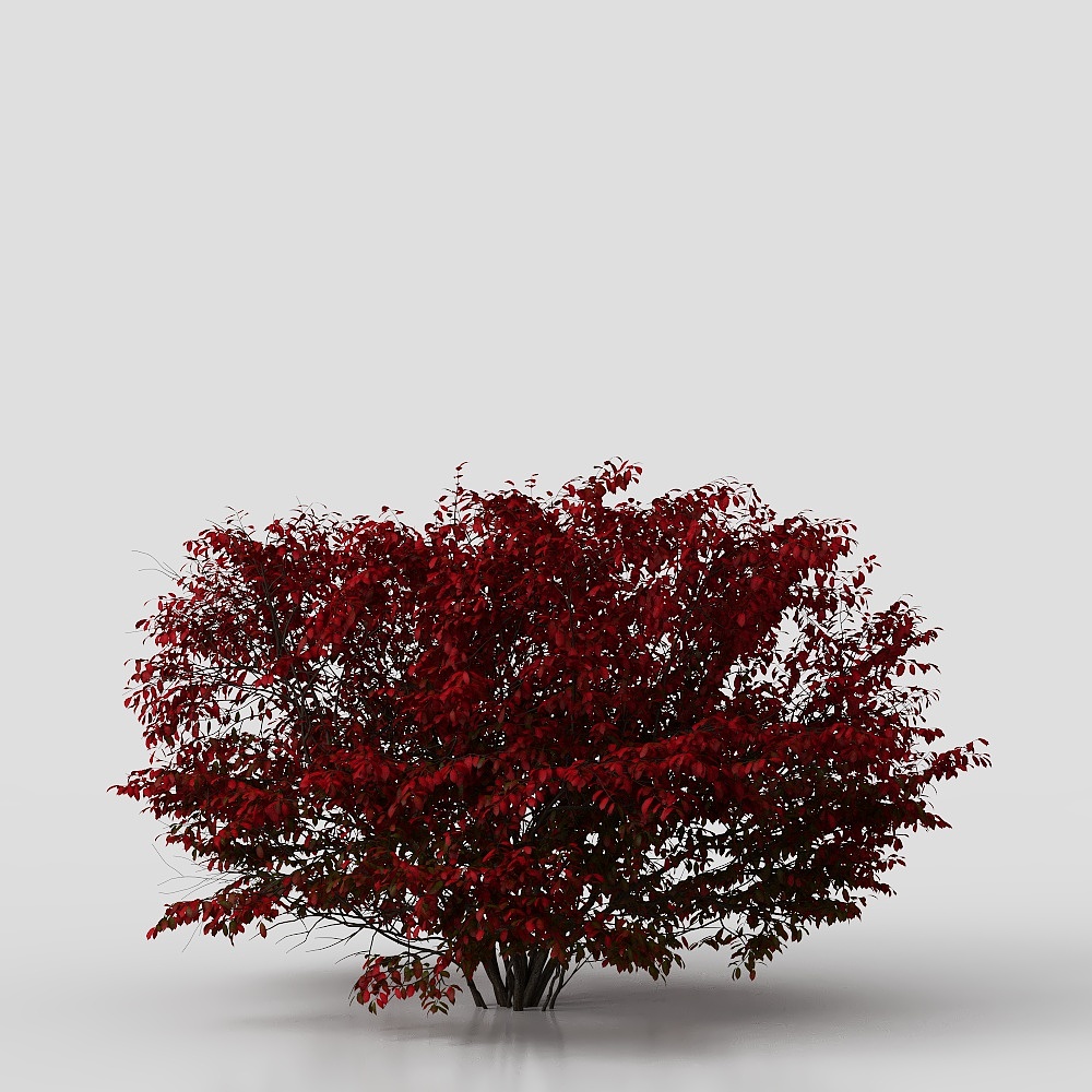 Arbusti quadrati moderni