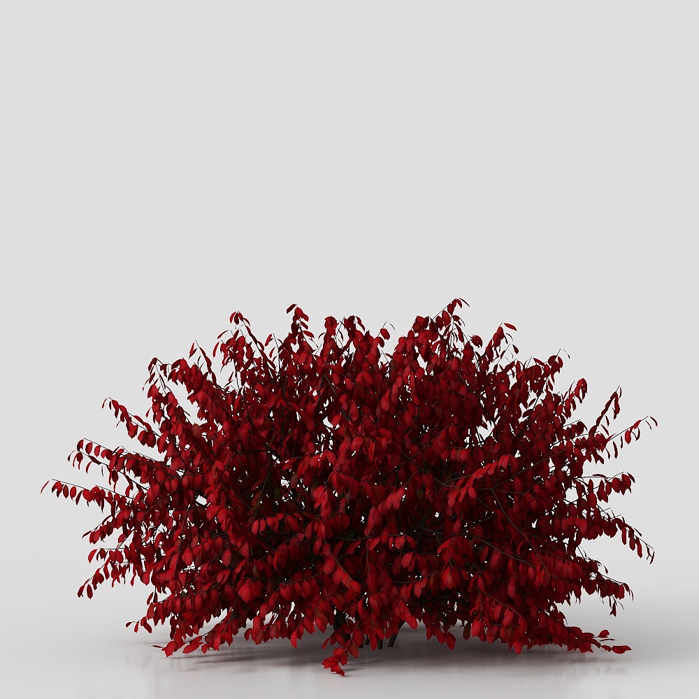 Modern Square Shrubs