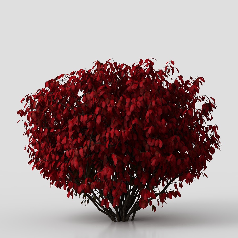 Arbusti quadrati moderni