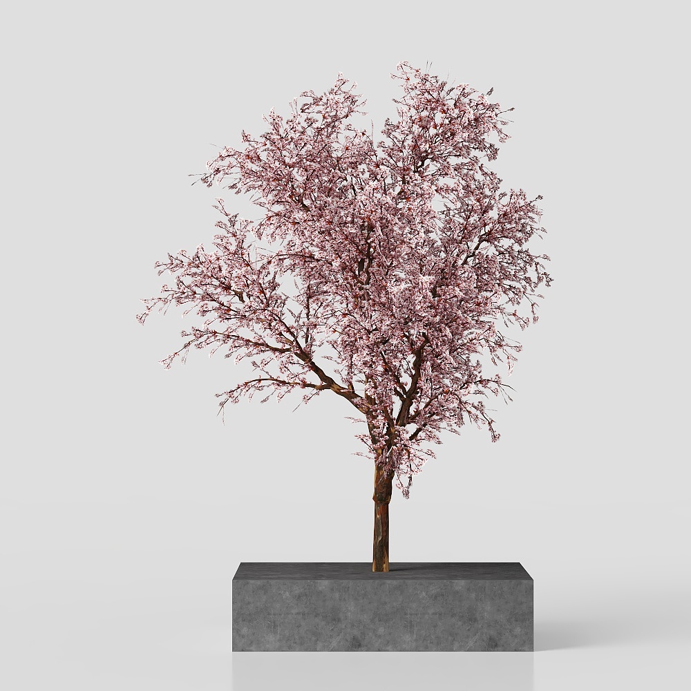 Modern Square Plants