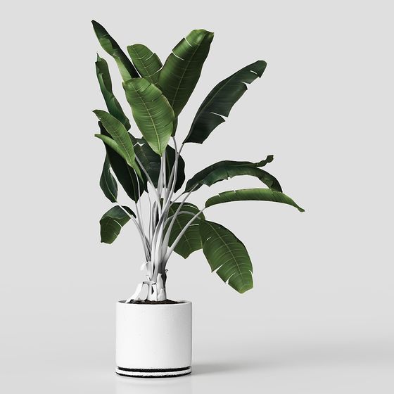 Stylish Indoor Plant 3D Model for Modern Interiors
