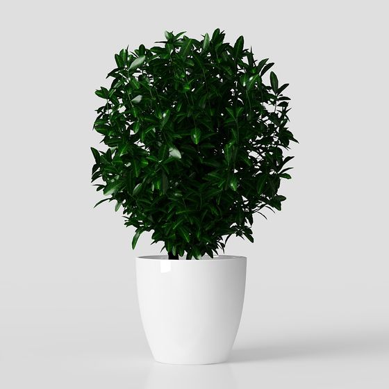 Indoor Plant 3D Model for Designers and Developers
