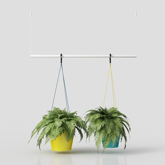 モダンスパイダープラント