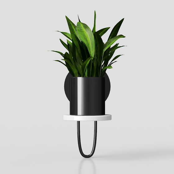 Hoa phong lan treo trong nhà hiện đại